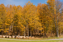 hay bales and fall trees