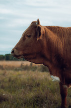 Brown cow in a meadow, farming livestock photograph