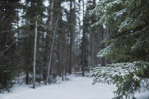 falling snow in a winter forest 