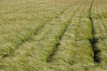 wheat in a field 