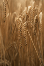 Harvest photo of Barley growing in a field, agriculture and farming