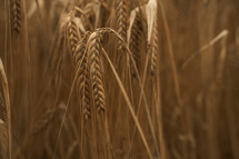Harvest photo of Barley growing in a field, agriculture and farming