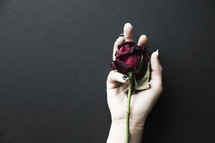 A woman's hand holding a single dying red rose.