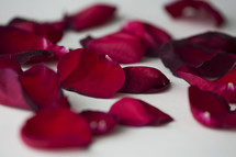 Red rose petals on a white background.