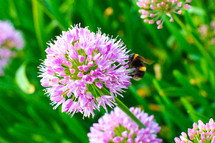 bee on a purple flower 