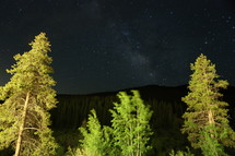 Lit up trees stand in the foreground of a starry sky at night