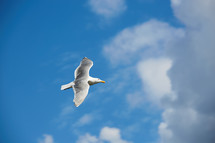a seagull in flight 