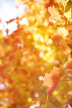 blurry fall leaves 