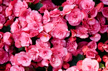pink flowers in a flower bed 