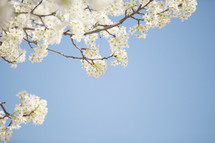 white spring blossoms on tree branches against a blue sky