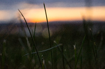 tall green grass at sunset 