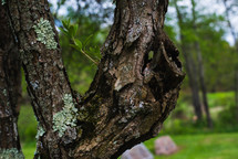 tree bark with lichen 