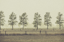 row of trees in a field 