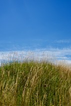 tall grasses on a hill under a blue sky 