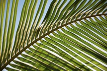 Palm frond 