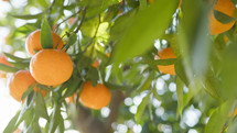 Orange Colors Of Mediterranean Fruits