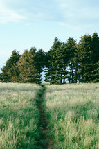 worn path through tall green grasses 