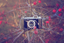 a camera in a bush with red berries 