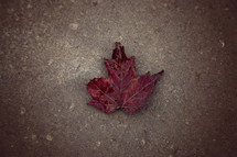 fall leaf on concrete 