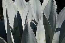 leaves of an aloe plant 