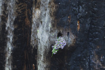 flowers in a burnt stump 