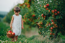 Cute Little Toddler Boy Picking Up Ripe Red Apples In Basket. Kid In Garden
