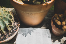 potted plants and the pages of an open Bible 