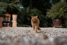 Cute ginger cat walking through a garden, beautiful orange kitten, kitty, feline