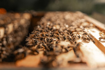 Close-up photo of honey bees on a wooden beehive, beekeeping hive, beekeeper, insects,