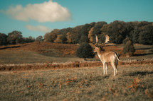Male deer standing in a meadow, fallow deer majestic wildlife photo