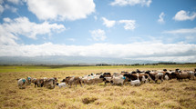 sheep and cattle in a pasture 