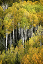 A close up view of a colorful fall aspen grove stand on a Colorado mountainside