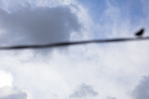 abstract photo of out of focus bird on wire with stormy clouds behind