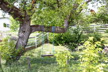 wooden tree swing in charming yard