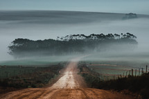 fog rising over a country dirt road 