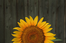 yellow sunflower and wood fence 