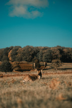 Male deer laying in a meadow, fallow deer majestic wildlife photo