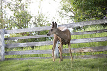 deer by fence