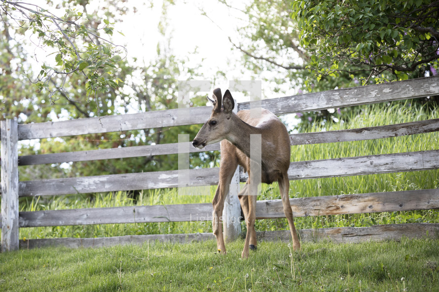 deer by fence