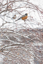 robin in a winter tree 