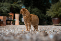 Cute ginger cat standing in a garden, beautiful orange kitten, kitty, feline