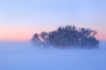 fog around a cluster of winter trees in snow 
