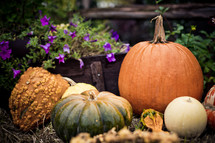 Harvested gourds and a pumpkin in the foreground, purple flowers in a wooden box in the background.