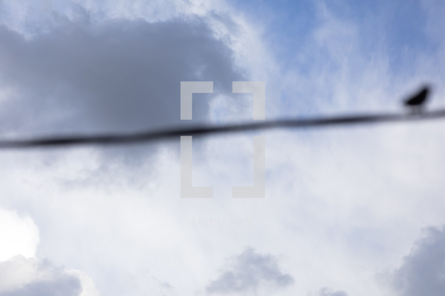 abstract photo of out of focus bird on wire with stormy clouds behind