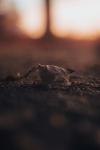 Autumn leaf at sunset, close-up of a dried leaf on the ground, fall setting