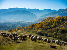 sheep and shepherd on a  hillside 