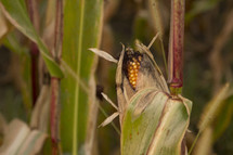 An ear of corn on the stalk in a farm field