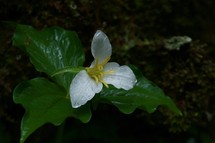 white flower on a forest floor 