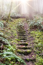 mossy stone steps in a forest 