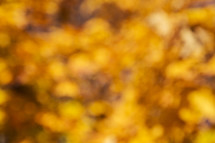 golden bokeh fall leaves 
